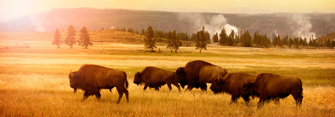 bison heard dusk